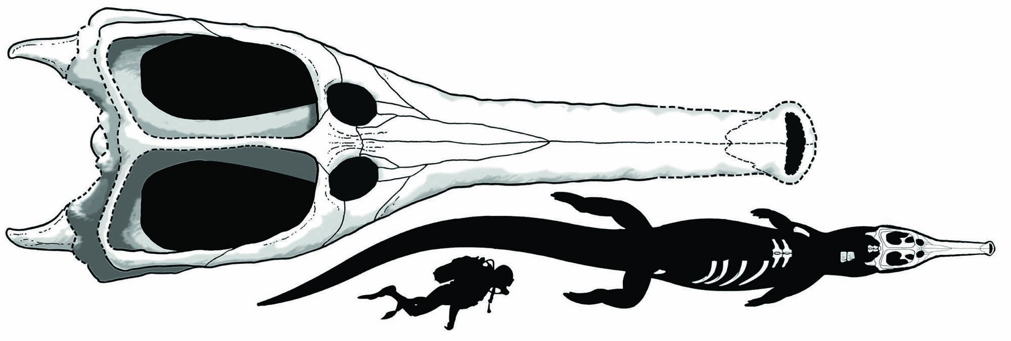 Reconstruction of M. rex body based on preserved elements. Artwork by Marco Auditore.