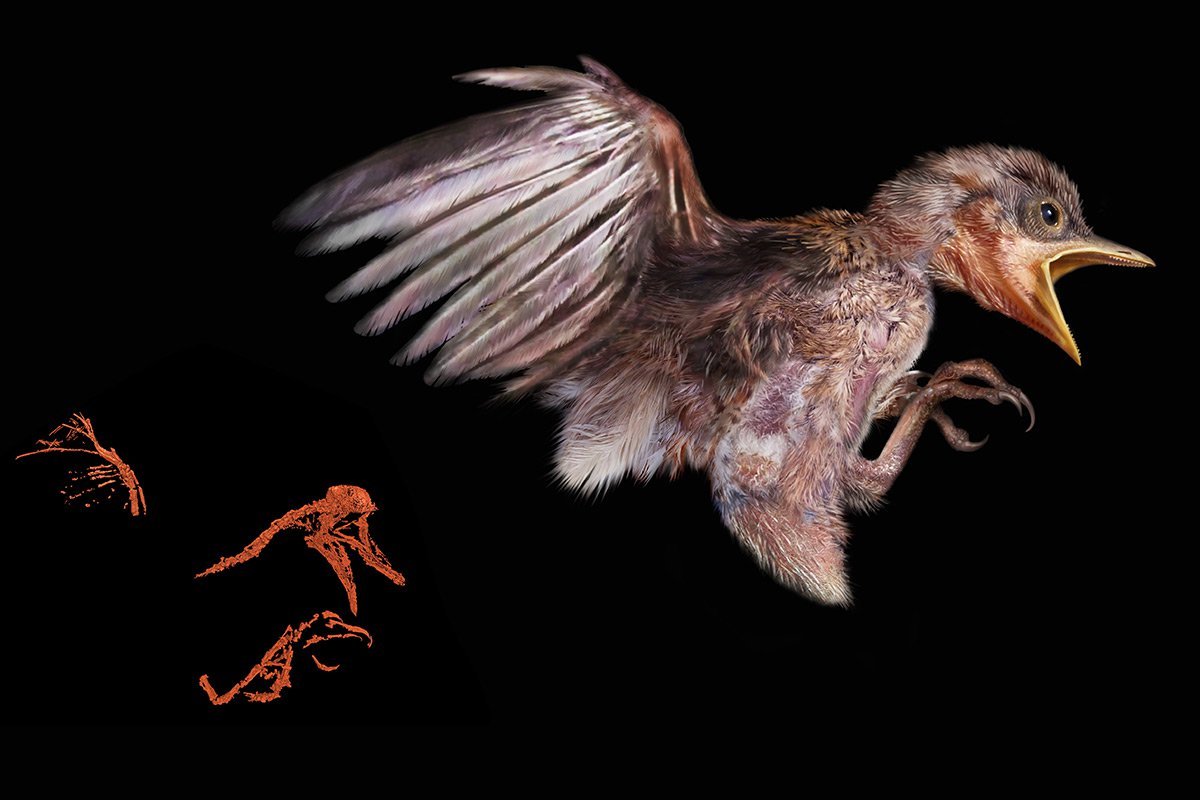 bird 3