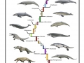 A phylogenetic blueprint for a modern whale
