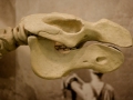 Metaxytherium floridanum