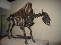 800px-bison_antiquus