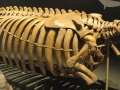 800px-hydrodamalis_gigas_skeleton_-_finnish_museum_of_natural_history_-_dsc04529