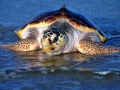 loggerhead