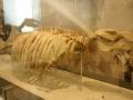 metaxytherium_floridanum-1