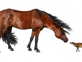modern-ancient-horse-120223