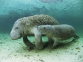 west-indian-manatee-nursing-calf