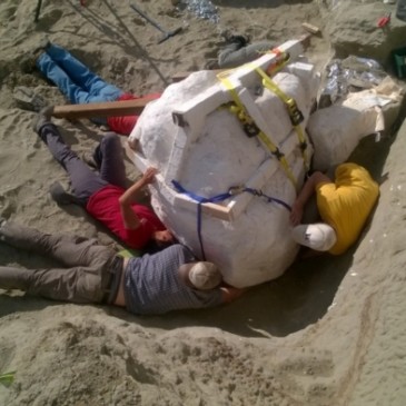 T. rex with Well-Preserved Skull Found in Montana’s Hell Creek Formation