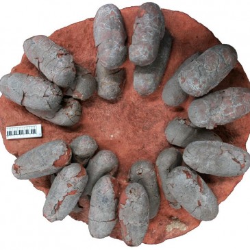 Dinosaurs Laid Blue Eggs—And That’s a Big Deal