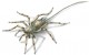 spider_16x9