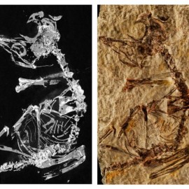 127-million-year-old baby bird fossil sheds light on avian evolution