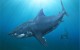 190214140534-giant-prehistoric-megalodon-mystery-solved-restricted-exlarge-169